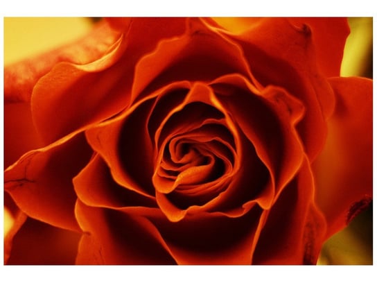 Fototapeta Herbaciana róża, 8 elementów, 368x248 cm Oobrazy