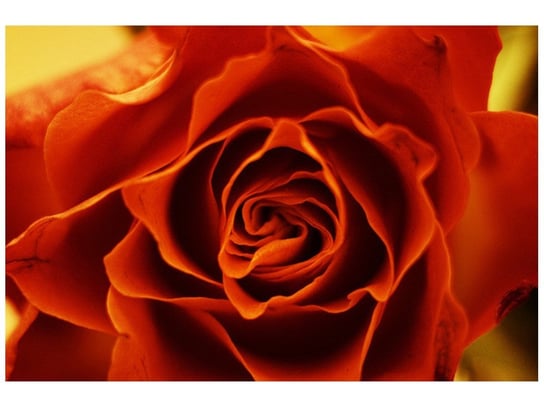 Fototapeta Herbaciana róża, 8 elementów, 400x268 cm Oobrazy