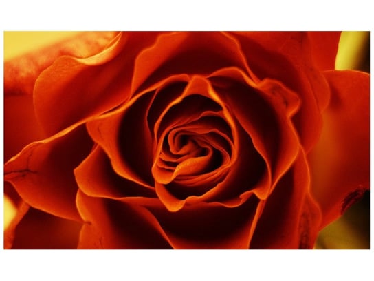 Fototapeta, Herbaciana róża, 9 elementów, 402x240 cm Oobrazy
