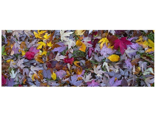 Fototapeta Jesienne kolory, 2 elementy, 268x100 cm Oobrazy