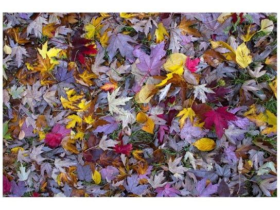 Fototapeta Jesienne kolory, 200x135 cm Oobrazy