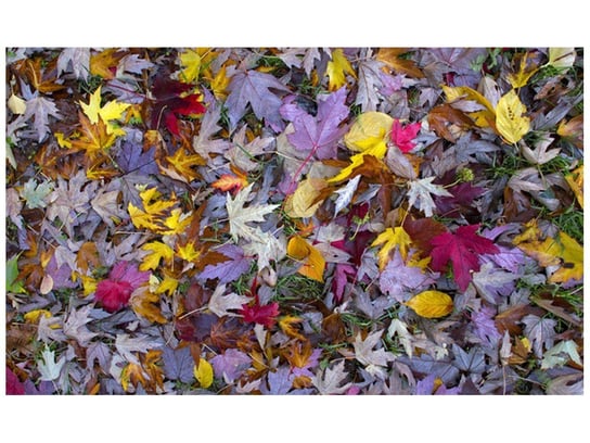 Fototapeta Jesienne kolory - Feans, 8 elementów, 412x248 cm Oobrazy