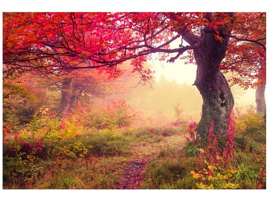 Fototapeta Jesienny krajobraz, 8 elementów, 368x248 cm Oobrazy