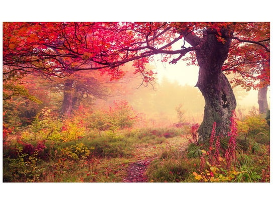 Fototapeta Jesienny krajobraz, 8 elementów, 412x248 cm Oobrazy