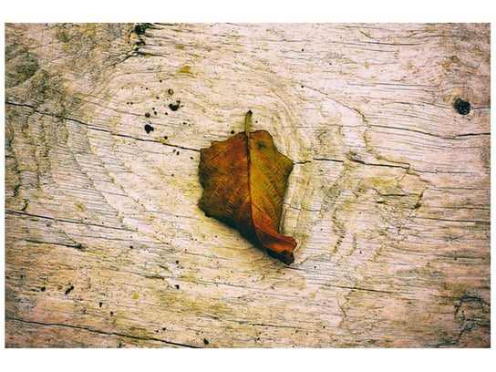Fototapeta Jesienny liść Jenny Downing, 8 elementów, 400x268 cm Oobrazy