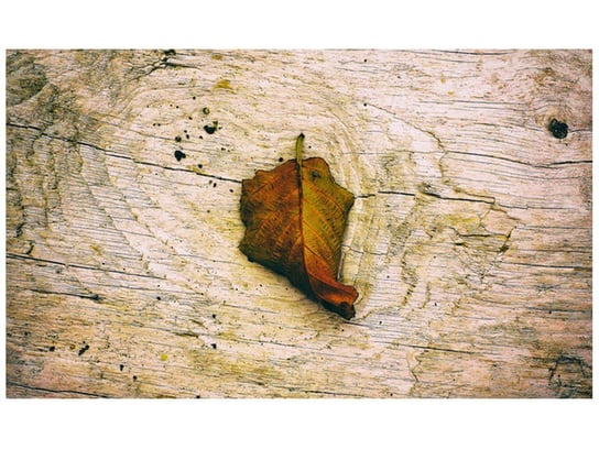 Fototapeta, Jesienny liść - Jenny Downing, 9 elementów, 402x240 cm Oobrazy
