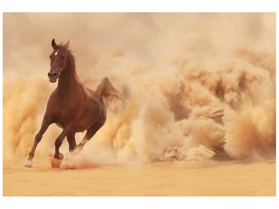 Fototapeta Koń w galopie, 200x135 cm Oobrazy