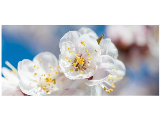 Fototapeta, Kwiat jabłoni, 12 elementów, 536x240 cm Oobrazy