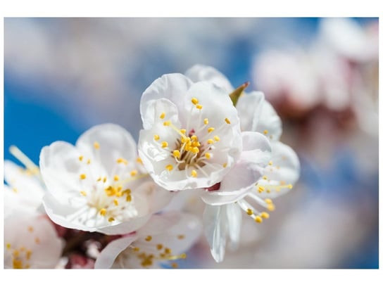 Fototapeta Kwiat jabłoni, 8 elementów, 368x248 cm Oobrazy