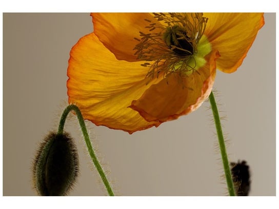 Fototapeta Kwiat maku Gemma Stiles, 8 elementów, 368x248 cm Oobrazy
