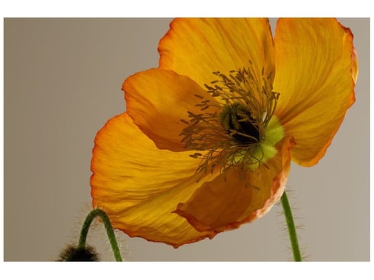Fototapeta Kwiat maku Gemma Stiles, 8 elementów, 400x268 cm Oobrazy
