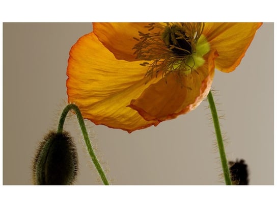 Fototapeta Kwiat maku Gemma Stiles, 8 elementów, 412x248 cm Oobrazy