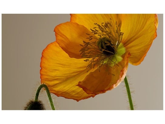 Fototapeta, Kwiat maku - Gemma Stiles, 9 elementów, 402x240 cm Oobrazy