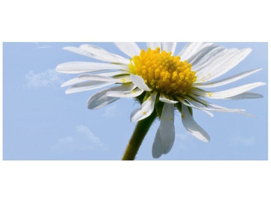 Fototapeta, Kwiatek na tle nieba - Tschiae, 12 elementów, 536x240 cm Oobrazy