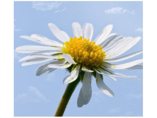 Fototapeta Kwiatek na tle nieba Tschiae, 6 elementów, 268x240 cm Oobrazy