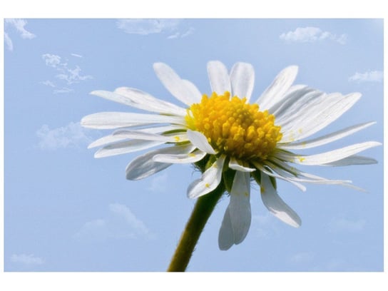 Fototapeta Kwiatek na tle nieba Tschiae, 8 elementów, 400x268 cm Oobrazy