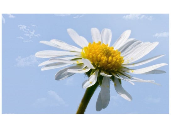 Fototapeta Kwiatek na tle nieba Tschiae, 8 elementów, 412x248 cm Oobrazy