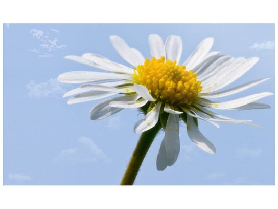 Fototapeta, Kwiatek na tle nieba - Tschiae, 9 elementów, 402x240 cm Oobrazy