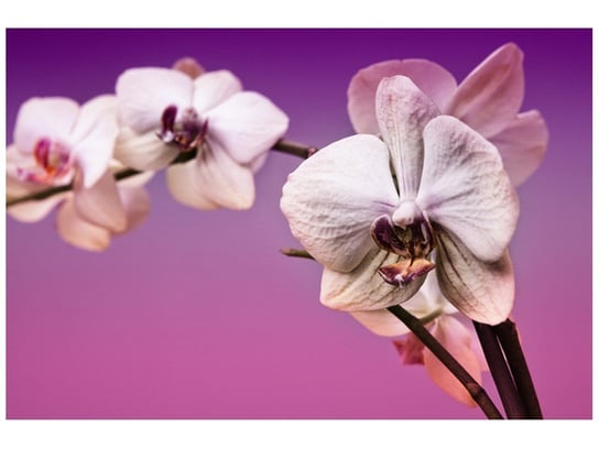 Fototapeta Kwiaty, 8 elementów, 400x268 cm Oobrazy