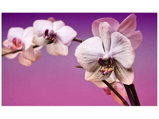 Fototapeta Kwiaty, 8 elementów, 412x248 cm Oobrazy