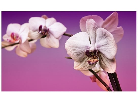 Fototapeta, Kwiaty, 9 elementów, 402x240 cm Oobrazy