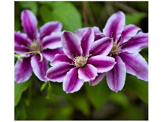 Fototapeta Kwiaty azalii, 6 elementów, 268x240 cm Oobrazy