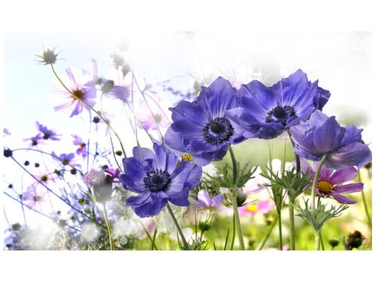 Fototapeta, Kwiaty w ogródku, 9 elementów, 402x240 cm Oobrazy
