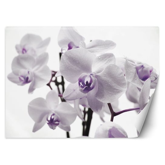 Fototapeta, Kwitnąca orchidea 450x315 Feeby