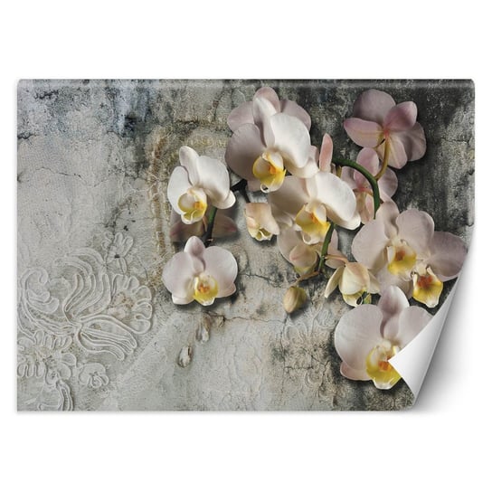 Fototapeta Kwitnąca orchidea na tle starej ściany 100x70 Feeby