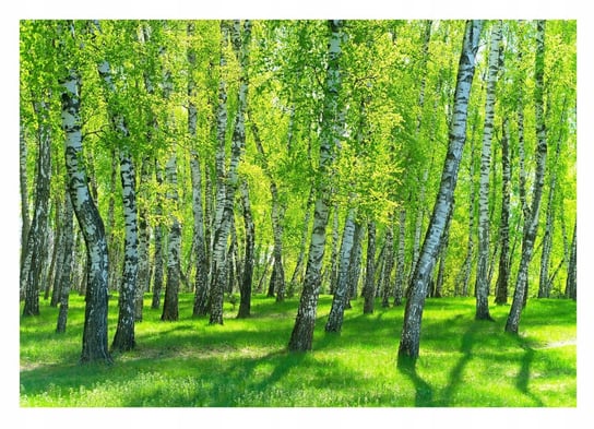 Fototapeta LAS BRZOZOWY 3D Drzewa Natura 416x254 Consalnet