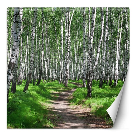 Fototapeta Las brzozowy i leśna ścieżka 250x250 Feeby
