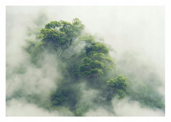 Fototapeta Las We Mgle Deszczowy Tropikalny W Japonii Drzewa Do Salonu 254X184 Consalnet