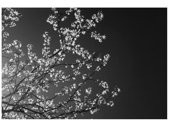 Fototapeta, Młode drzewo - Feans, 8 elementów, 368x248 cm Oobrazy