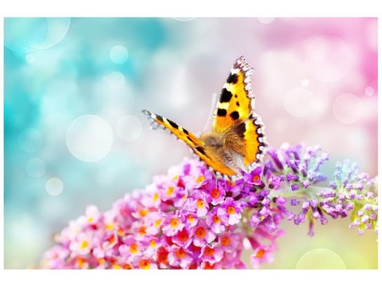 Fototapeta, Motyl na kwiatkach, 8 elementów, 368x248 cm Oobrazy