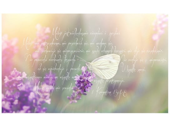 Fototapeta, Motyl na kwiecie lawendy, 8 elementów, 412x248 cm Oobrazy