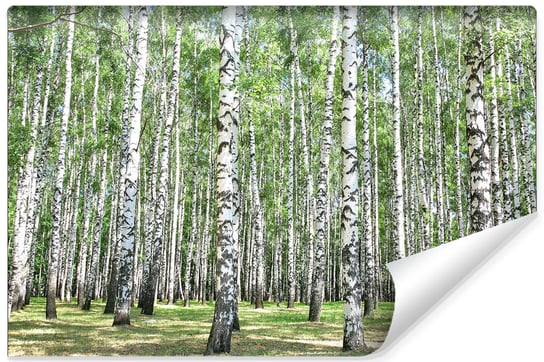 Fototapeta, MURALO, Las Brzozowy Drzewa Zieleń Salon 135cm x 90cm Muralo