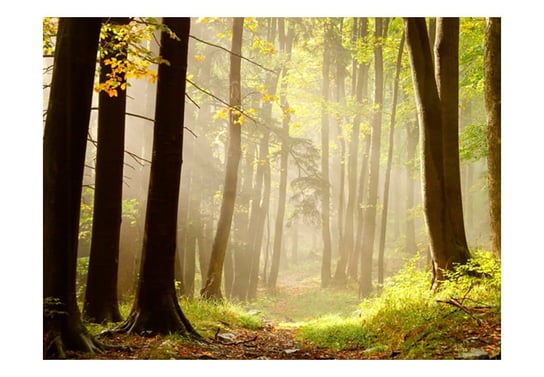 Fototapeta, Mysterious forest path, 400X309 DecoNest