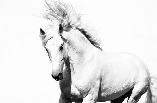 Fototapeta NICE WALL, Arabski Koń, biały, 175x115 cm Nice Wall