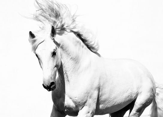 Fototapeta NICE WALL, Arabski Koń, biały, 254x183 cm Nice Wall