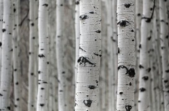 Fototapeta NICE WALL Brzozowy las, biało-czarna, 175x115 cm Nice Wall