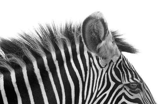 Fototapeta  Nice Wall, Gorgeous Zebra!  175x115 cm Nice Wall