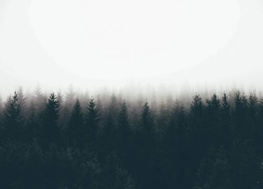 Fototapeta NICE WALL Mgła nad drzewami, 320x230 cm Nice Wall