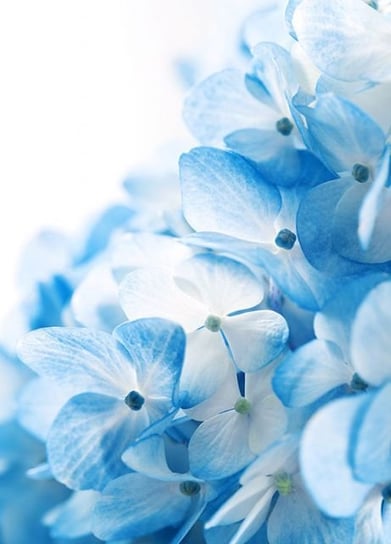 Fototapeta  Nice Wall, Niebieskie kwiaty  183x254 cm Nice Wall