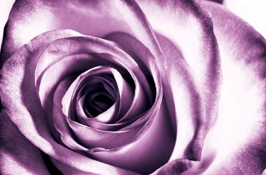 Fototapeta Nice Wall Purpurowa róża 175x115 cm Nice Wall