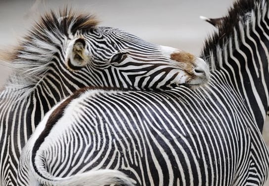 Fototapeta Nice Wall Zebra 366x254 cm 366x254 cm Nice Wall