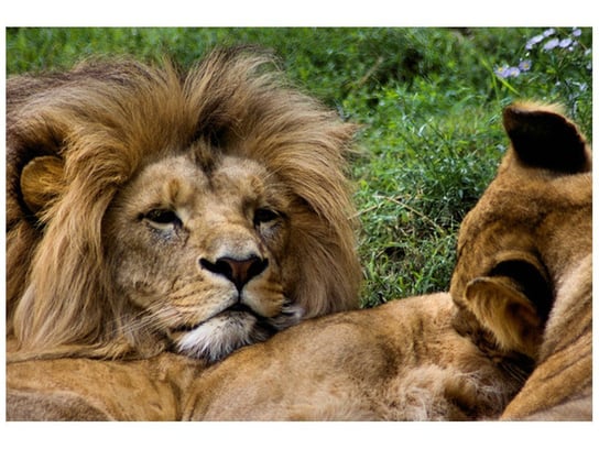 Fototapeta Odpoczynek lwów, 200x135 cm Oobrazy
