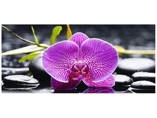 Fototapeta, Orchidea, 12 elementów, 536x240 cm Oobrazy