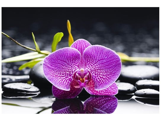 Fototapeta Orchidea, 200x135 cm Oobrazy