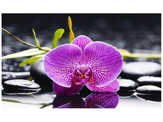 Fototapeta, Orchidea, 9 elementów, 402x240 cm Oobrazy
