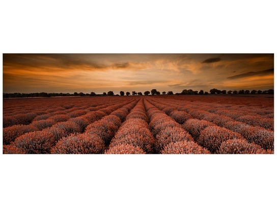 Fototapeta Oszałamiający krajobraz z lawendą w pomarańczu, 2 elementy, 268x100 cm Oobrazy